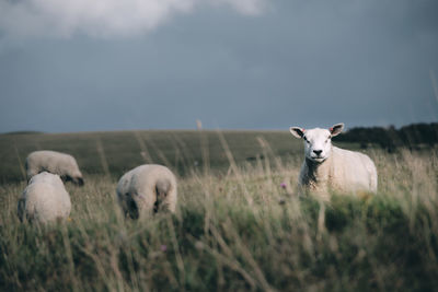 Sheep grazing in a field with on the sussex downs near alfriston