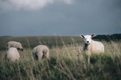 Sheep in a field