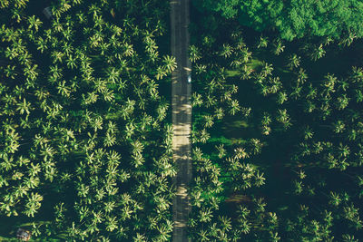 High angle view of plants growing on land