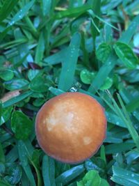 Close-up of mushroom growing on plant