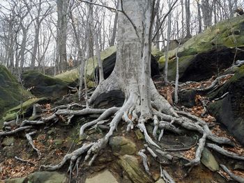 Bare trees in forest