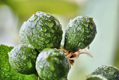 Close-up of vegetables