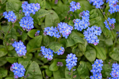 Close-up of purple flowers