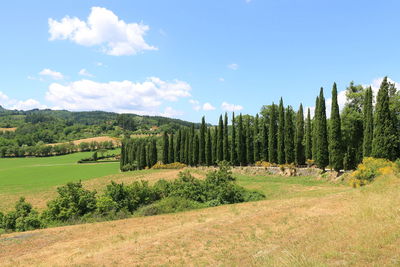 Trees on field against sky