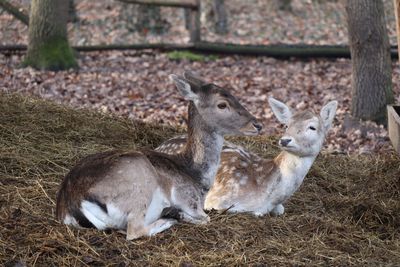 Deer in a field