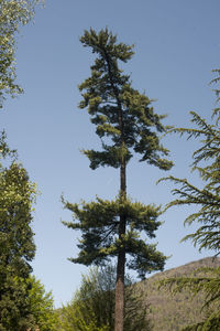 Low angle view of trees against sky