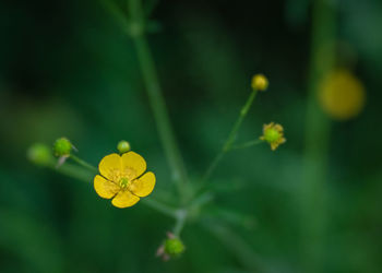 Close-up of yellow flowering plant against a green background