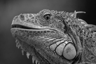 Close-up of a lizard