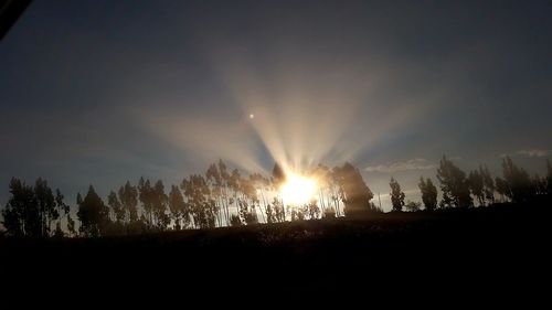 Sun shining through trees