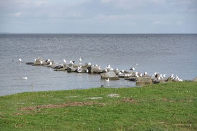 Seagulls on sea shore against sky