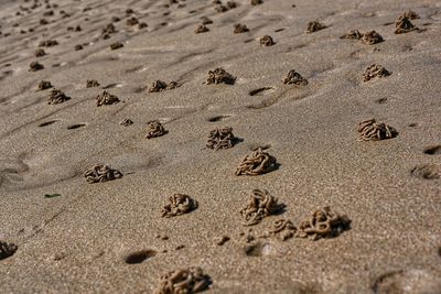 High angle view of worms holes on sand