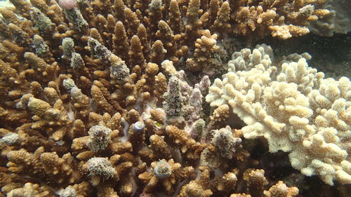 Close-up of coral in sea