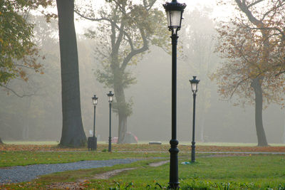 Street light and trees in park