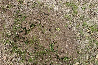High angle view of lizard on field