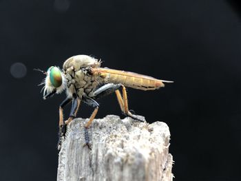 Close-up of insect on wood against black background