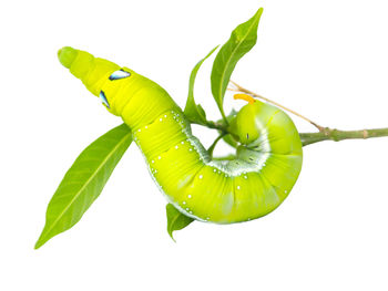 Close-up of fresh green leaf against white background
