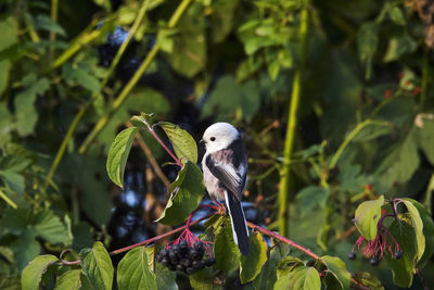 Close-up of bird perching on plant