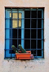 Potted cactus by window