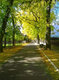 Trees in city