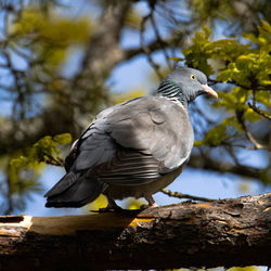 Low angle view of bird perching on branch