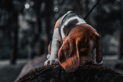 Close-up of a dog looking away