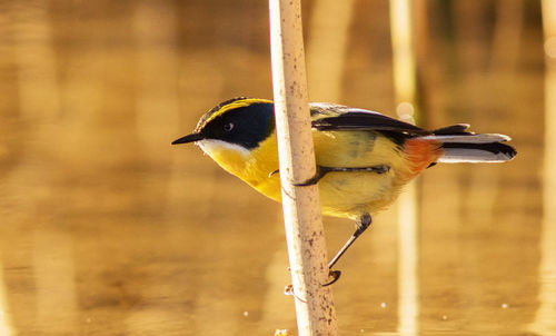 Close-up of bird perching on wood