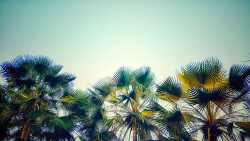 Low angle view of palm trees against clear sky