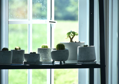 Close-up of potted plant on window sill