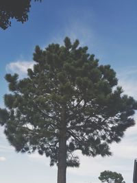 Low angle view of trees against blue sky