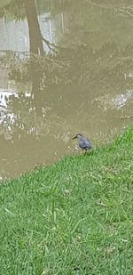 High angle view of bird perching on a lake