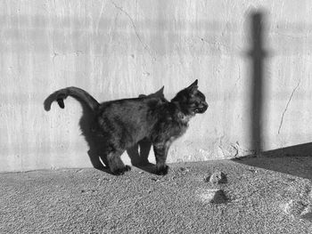 Cat lying on wall