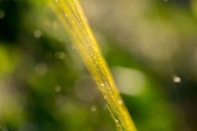 Close-up of wet grass