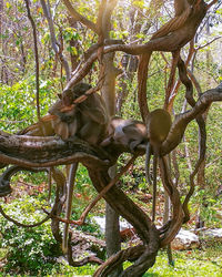 Monkey sitting on tree trunk in forest