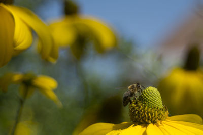 Close-up of bee pollinating on yellow flower