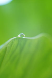 Close-up of water drop on leaf