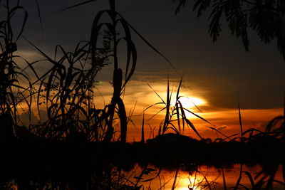 Silhouette plants by lake against sky during sunset