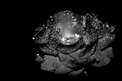 Close-up of wet flower against black background