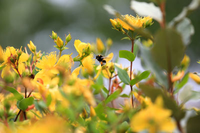 Bee flying amidst yellow flowers