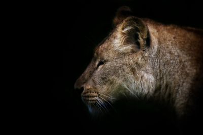 Close-up of cat against black background