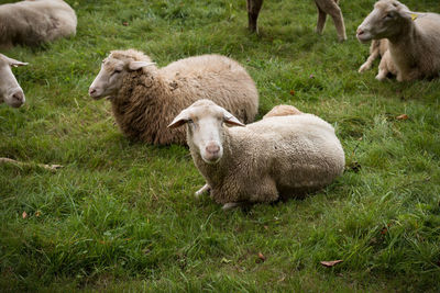 Sheep grazing on grass