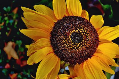 Close-up of sunflower blooming outdoors