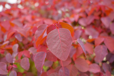 petal