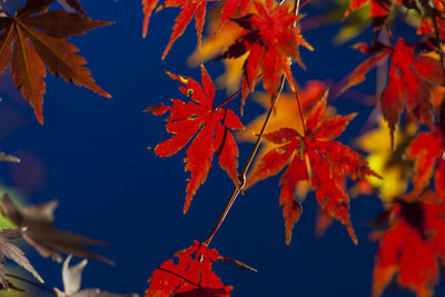 Low angle view of maple leaves on tree during autumn