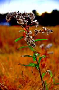 Close-up of plant against white background