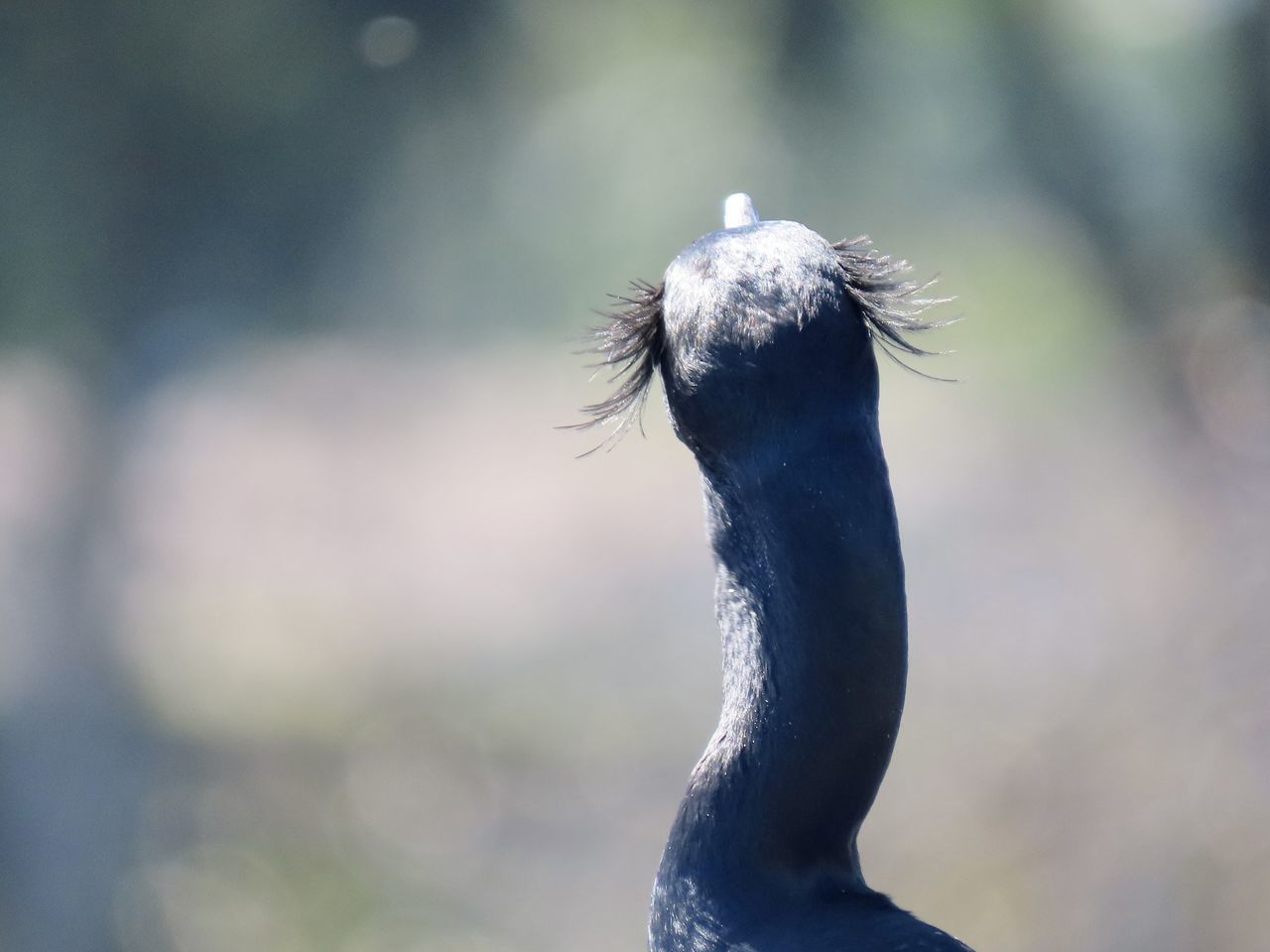 CLOSE-UP OF A DUCK