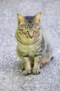 Portrait of tabby cat on street