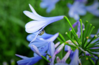 Close-up of bee pollinating on flower