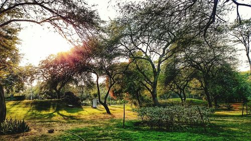 Trees growing on field