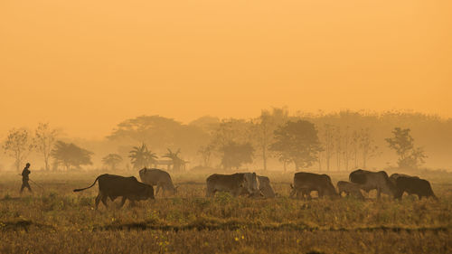 Cattle on land during sunset