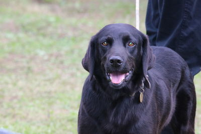 Close-up portrait of black dog